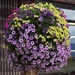 Hanging Basket