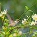 LHG_9998 Hummingbird on Jasmine