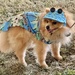 Dog Parade