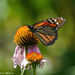 Sole Monarch