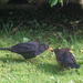 Feeding Time