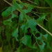natural abstracts
