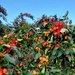 Crab apple frenzy