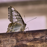 9th Aug 2025 - On Top of the World