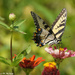 Feeding Swallowtail