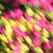 Blurred Petunias