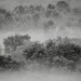 Fog in B&W
