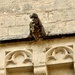 Gargoyle. 