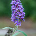 Butterfly Bush...