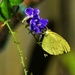 Common Grass Butterfly ~