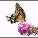 So Many Butterflies!