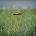 Eastern Cicada Killer Wasp