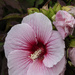 Hibiscus Flower