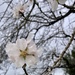 Blossom