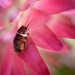 Daisy bug.