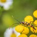 The longhorn beetle