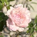 A blessed pink bloom…