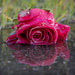 Discarded