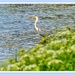 Waiting At The Water's Edge