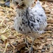 cute chick