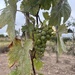 First grapes 