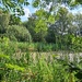 Bullrushes