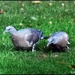 Foraging