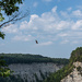 Vulture above the gorge