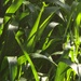 Volunteer Green