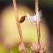 Geranium fluffy seed~~~~