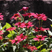 Red coneflowers