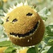 Sunflower Groot