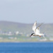 Arctic Tern