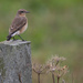 Wheatear