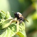 Worker Bee