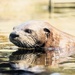River Otter