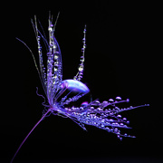 10th Aug 2025 - 63/365