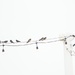 Bird Brigade
