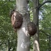 Mysterious growth 