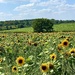 Sunflower Field