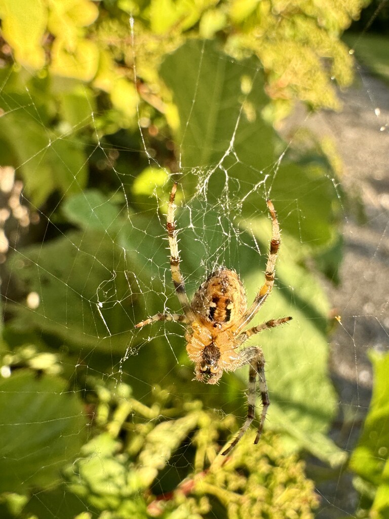 Unorganized spider by stimuloog