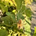 Unorganized spider
