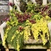 Chair at our local Greenhouse 