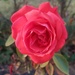 Yesterday's rose
