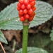 Jack in the pulpit 