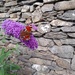 Peacock butterfly