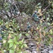 Lovely range of colours on the ripening sloes 