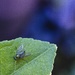 The Fly