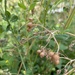 The Clover Took Over 