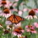 Welcome All Pollinators!